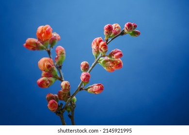 A Sprig of Japanese Quince Bush (Beautiful Quince, Chaenomeles Japonica) Blooms in Red-Orange Flowers on a Blue Background. Blooming Spring Flowers. Nature Background