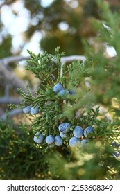 A Sprig Of Juniper Loaded With Its Summer Berries.