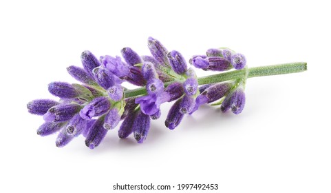 Sprig Of Lavender Flowers Isolated On White Background    