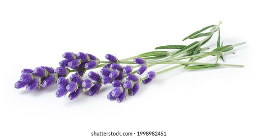 Sprig Of Lavender Flowers Isolated On White Background  