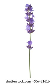 Sprig of lavender  isolated on white background