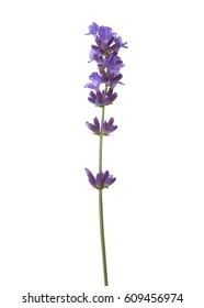 Sprig Of Lavender  Isolated On White Background