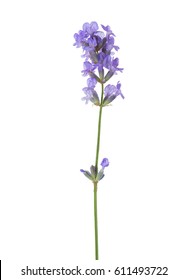 Sprig Of Lavender  Isolated On White Background