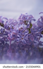 A Sprig Of Lilac Flowers On A Silver
Reflective Surface