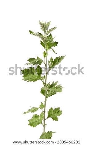 sprig of medicinal wormwood isolated on white background. Sagebrush sprig. Artemisia, mugwort. 