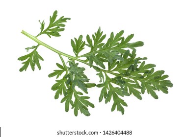 Sprig of medicinal wormwood on a white background. Sagebrush sprig. Artemisia, mugwort.