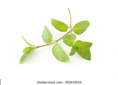 Sprig Of Mint