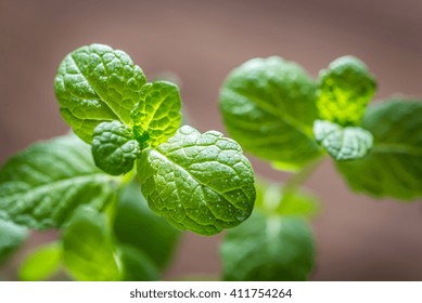 Sprig Of Mint