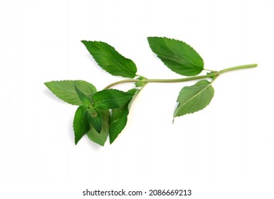 Sprig Of Mint On White Background