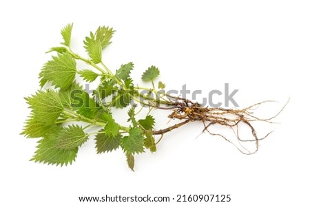 Sprig of nettle with roots isolated on a white background.