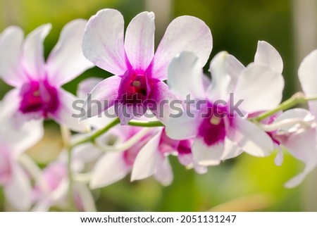 A sprig of an orchid of the dendrobium nobile type, with flowers and leaves in the background