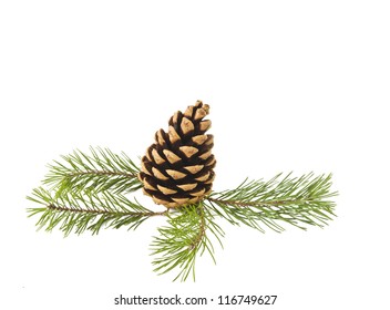 Sprig Of Pine Cone Isolated On White Background