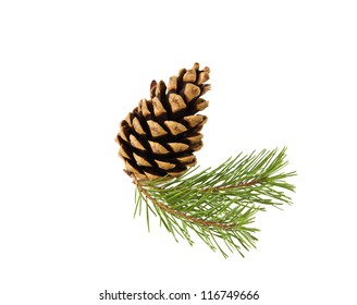 Sprig Of Pine Cone Isolated On White Background