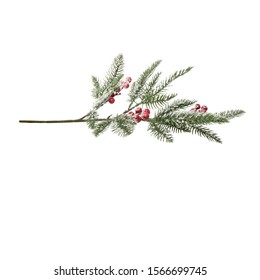 Sprig with red berries covered in snow on a white background.