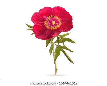 A Sprig Red Peony Flower With Green Leaves Isolated White Background