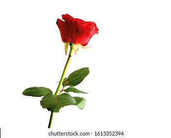A Sprig Red Rose With Green Leaves Isolated White Background