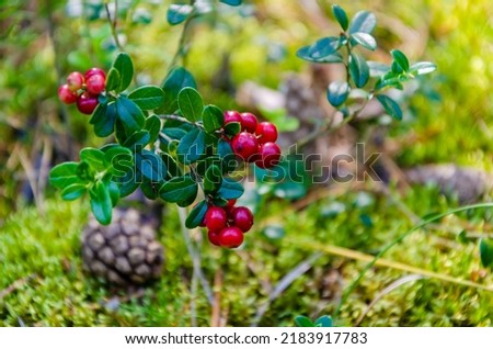 sprig of ripe cowberry grows in a clearing of moss, close-up. Natural background. Selective focus. berry cowberries, foxberries, cranberries, lingonberries in the forest