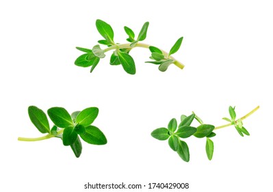 Sprig Of Thyme Isolated On White Background
