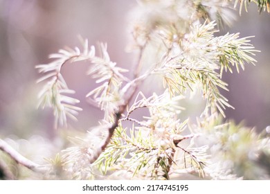  Sprig Of Wild Juniper Closeup. Artistic Blur.