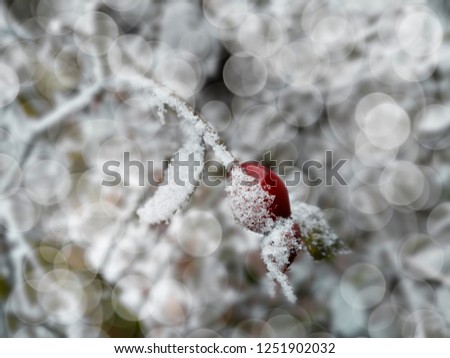 Similar – ice fog Plant Bushes