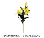 A Sprig Yellow Lily Flower With Leaf Isolated White Background