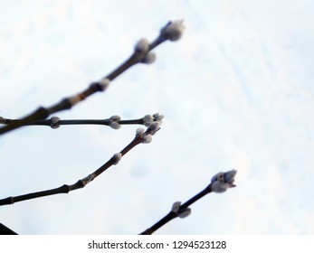 
sprigs with buds