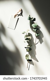 Sprigs of eucalyptus with a note on white background in sunlights.