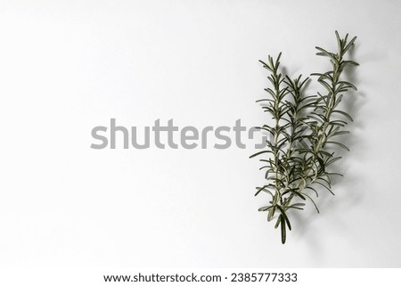 Sprigs of fresh rosemary on a white background