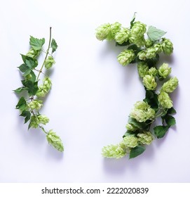 sprigs of green hop on a white background in the circle shape - Shutterstock ID 2222020839