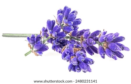 Similar – Image, Stock Photo Lavender Flowers