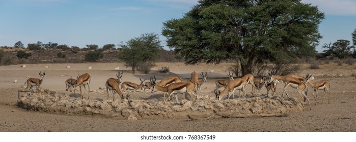 Sprinbuck In A Waterhole Looking For Water In The Kalahari Dessert