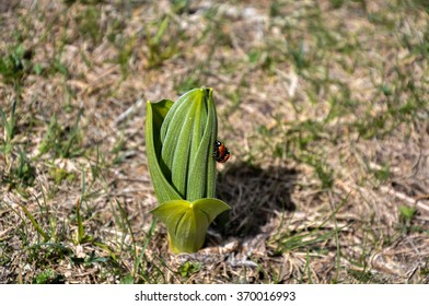 spring