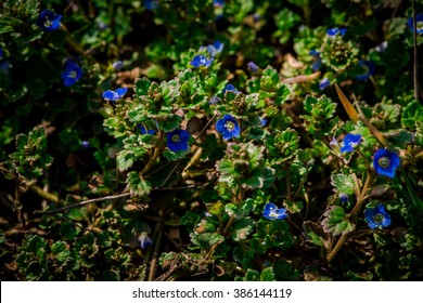 spring