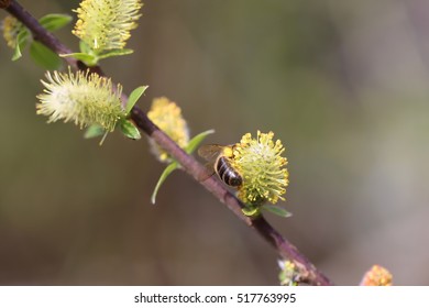 spring