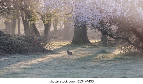 spring