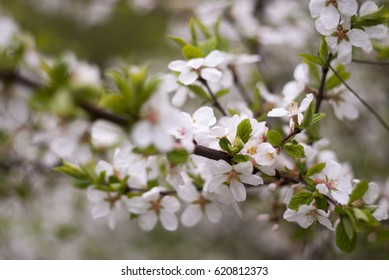 Spring - Shutterstock ID 620812373
