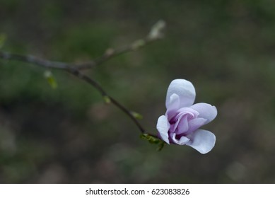 spring