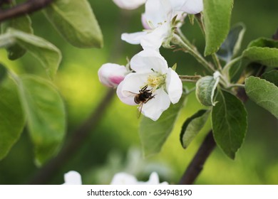 spring - Shutterstock ID 634948190