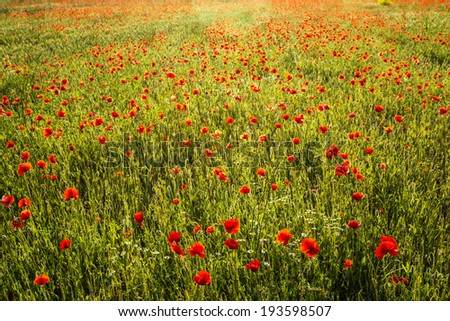 Similar – Image, Stock Photo Field full of poppies Trip