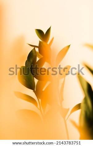 Spring abstract floral background, branches of a green ruscus plant close-up with blurring, strong soft focus background ストックフォト © 