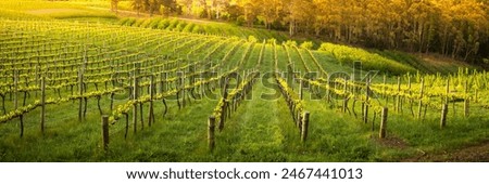 Spring in the Adelaide Hills