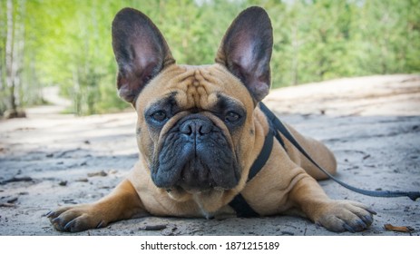 Bouledogue Francais Images Stock Photos Vectors Shutterstock