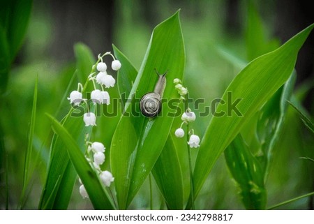 In the spring afternoon, a snail crawls along the lily of the valley in the forest.