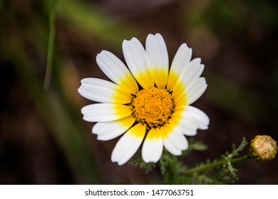 Spring in Agios Nikolaos Crete Greece. - Shutterstock ID 1477063751