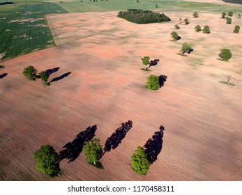 Spring agriculture fields and old oaks group, spring farmland landscape, aerial view