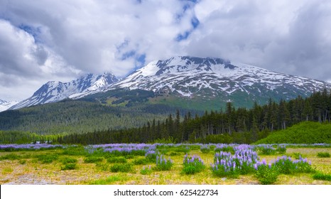 Imagenes Fotos De Stock Y Vectores Sobre National Forests