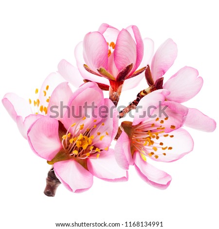 spring - almond blossoms close-up
isolated on white background