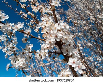 Spring Almond Blossoms In The Italian Countryside Italy