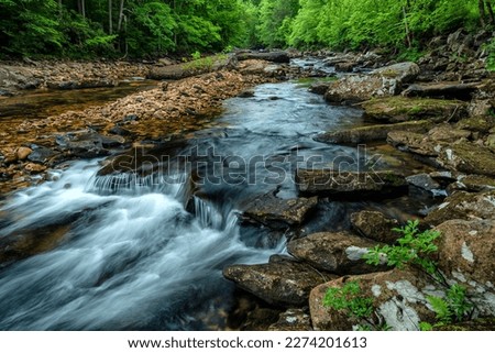 Spring along the Cranberry River, Monongahela National Forest, West Virginia, USA