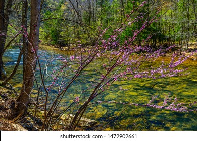 Spring Along The  Little Kanawha River, Braxton County, West Virginia, USA